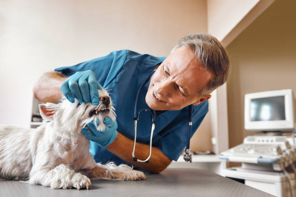 Best Emergency X-Rays and Diagnostics in Amerin Nyon, CA